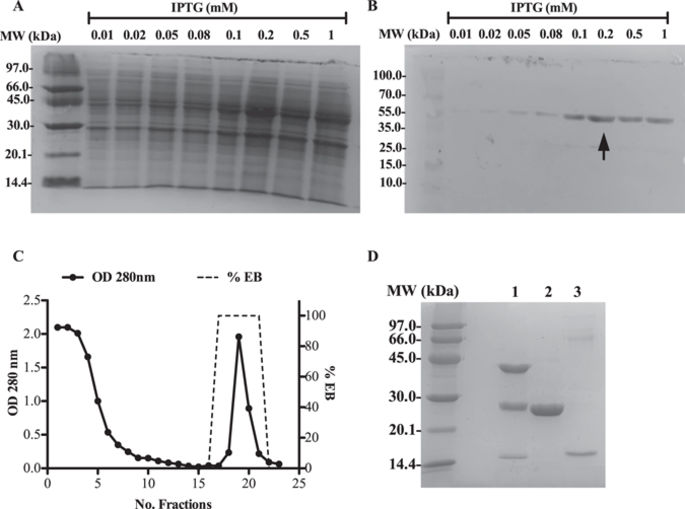 Recombinant Fasciola hepatica fatty acid binding protein suppresses ...