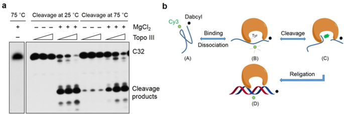 Kinetic insights into the temperature dependence of DNA strand cleavage ...