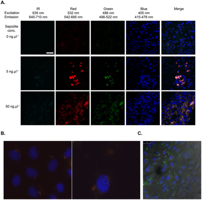 海泡石纳米纤维的细胞摄取途径和DNA转染的改善。,Scientific Reports - X-MOL