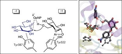 Sni2 由保留的“双SN2”水解酶设计的正面“ SNi合酶”,Nature Chemical Biology - X-MOL