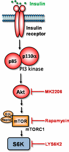 Global Phosphoproteomic Analysis of Insulin/Akt/mTORC1/S6K Signaling in ...