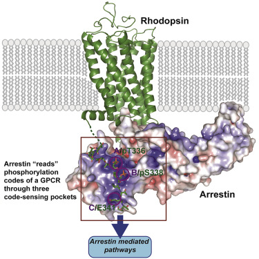 Identification Of Phosphorylation Codes For Arrestin Recruitment By G ...