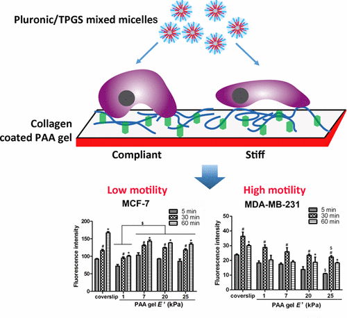 Matrix Stiffness Differentially Regulates Cellular Uptake Behavior Of ...