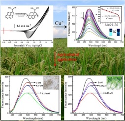 Highly selective fluorescent sensor based on electrosynthesized oligo(1 ...