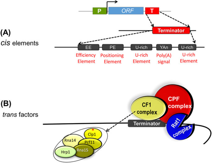 Genomewide Analysis of Clp1 Function in Transcription in Budding Yeast ...
