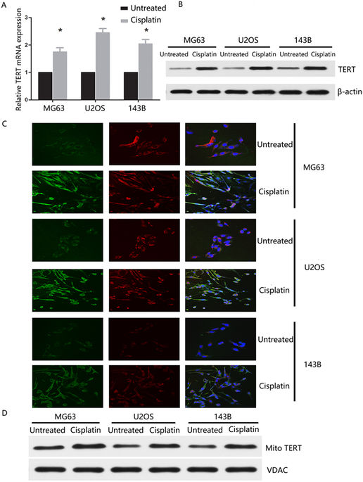 Telomerase reverse transcriptase promotes chemoresistance by