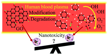 Biotransformation Of Graphene Oxide Nanosheets In Blood Plasma Affects Their Interactions With Cells Environ Sci Nano X Mol