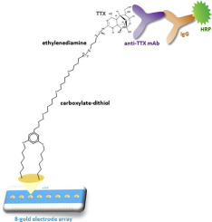 Immunosensor array platforms based on self-assembled dithiols for the ...
