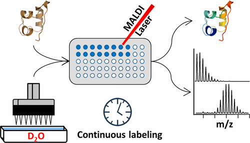 MALDI-MS与差分氢-氘交换结合用于半自动蛋白质全局构象筛选,Analytical Chemistry - X-MOL
