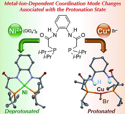 Coordination Behavior Of N N Bis Diisopropylphosphinoacetyl O Phenylenediamide With Niii And Cui Ions European Journal Of Inorganic Chemistry X Mol
