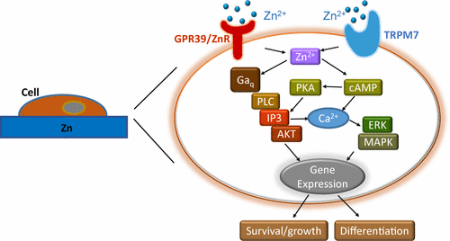 Biological Responses and Mechanisms of Human Bone Marrow Mesenchymal ...