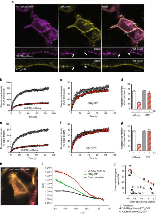 Agonist-induced dimer dissociation as a macromolecular step in G ...