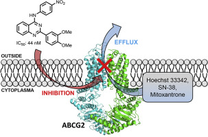 Synthesis and biological investigation of 2,4-substituted quinazolines ...