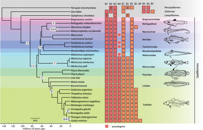 Evolution of Hemoglobin Genes in Codfishes Influenced by Ocean Depth ...