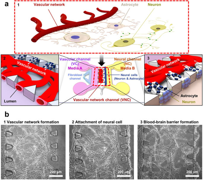 A Low Permeability Microfluidic Blood-Brain Barrier Platform with ...