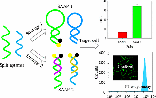 High Signal-to-Background Ratio Detection Of Cancer Cells With ...