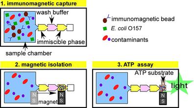 基于IFAST和ATP生物发光法快速筛选大肠杆菌O157:H7的微流控装置用于水分析,Chemistry - A European ...