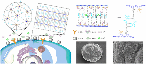 双功能螯合超分子聚合物及其在细胞铁摄取下调中的应用,Biomacromolecules - X-MOL