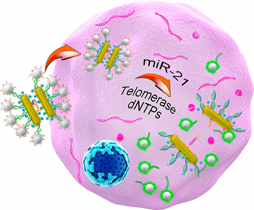 Dual Quantification Of Micrornas And Telomerase In Living Cells Journal Of The American Chemical