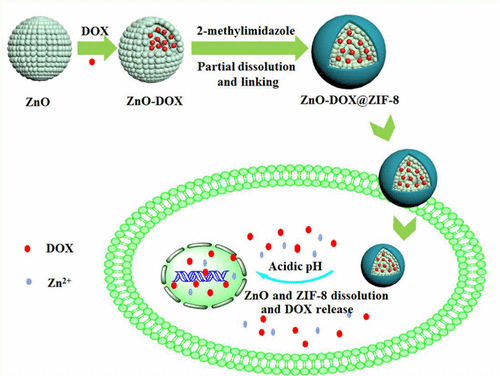 ZnO–DOX@ZIF-8 Core–Shell Nanoparticles for pH-Responsive Drug Delivery