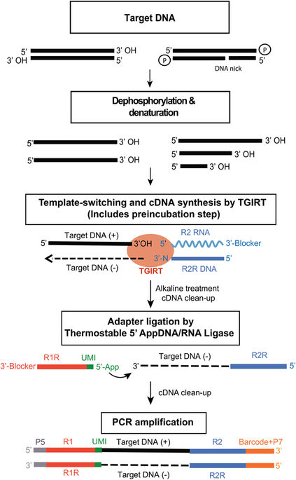 facile single stranded dna sequencing of human plasma dna via thermostable group ii intron reverse transcriptase template switching scientific reports x mol