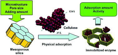 Synthesis of mesoporous silica with different pore sizes for cellulase ...