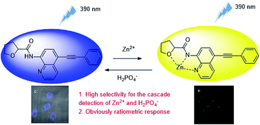 A highly selective ratiometric fluorescent probe for the cascade ...