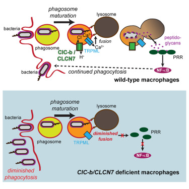 Lysosomal Degradation Is Required for Sustained Phagocytosis of