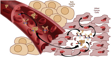 Towards antibody-drug conjugates and prodrug strategies with ...