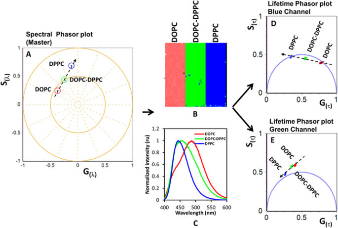 A multidimensional phasor approach reveals LAURDAN photophysics in NIH ...