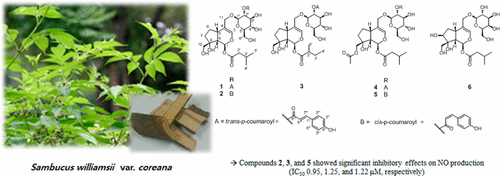 从树枝环烯醚萜苷 接骨木 变种。 科纳纳 及其生物活性,Journal of Natural Products - X-MOL