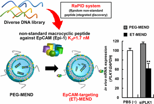 Efficient SiRNA Delivery By Lipid Nanoparticles Modified With A ...