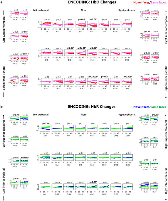 fNIRS can robustly measure brain activity during memory encoding and ...