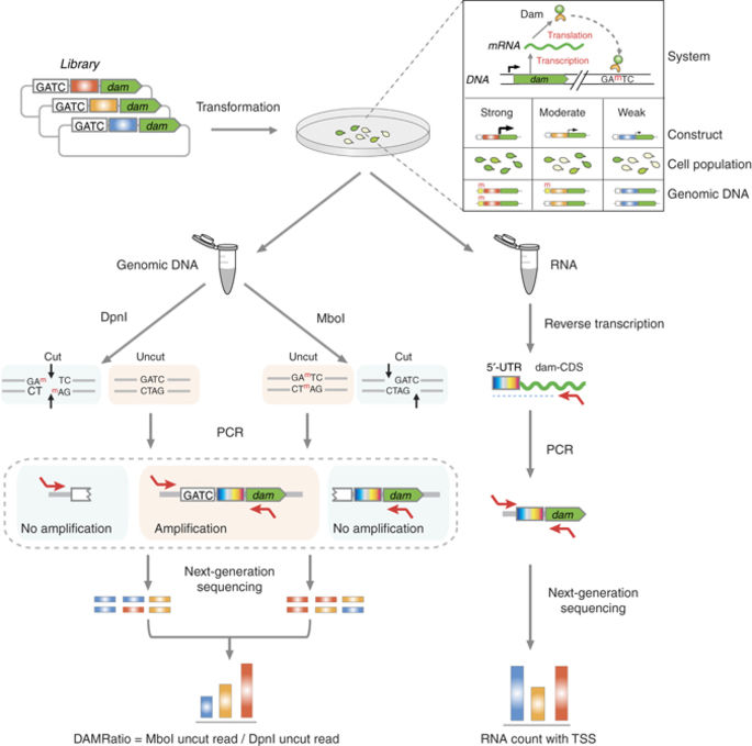 A reporter system coupled with high-throughput sequencing unveils key ...