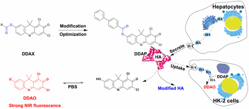 Real-Time Tracking the Synthesis and Degradation of Albumin in Complex ...