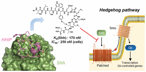 Design and Evolution of a Macrocyclic Peptide Inhibitor of the Sonic ...