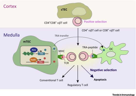 Negative And Positive Selection Of T Cells The Mechanisms of T Cell Selection in the Thymus,Trends in Immunology