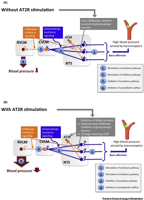 Centrally Mediated Cardiovascular Actions of the Angiotensin II Type 2 ...