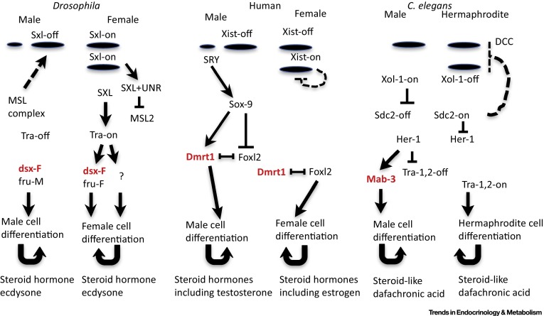 Sex Specific Gene Expression And Life Span Regulation Trends In Endocrinology And Metabolism X Mol