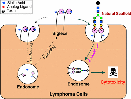 CD22 Ligands on a Natural N-Glycan Scaffold Efficiently Deliver Toxins ...
