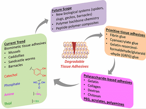 Degradable Adhesives For Surgery And Tissue Engineering ...