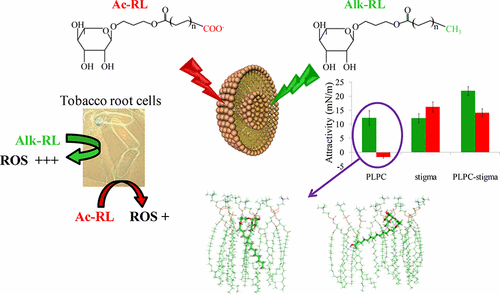 Differential Interaction Of Synthetic Glycolipids With Biomimetic Plasma Membrane Lipids Correlates With The Plant Biological Response Langmuir X Mol