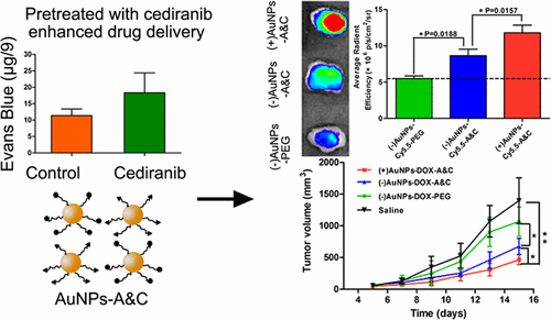 Normalizing Tumor Vessels To Increase the Enzyme-Induced Retention and ...