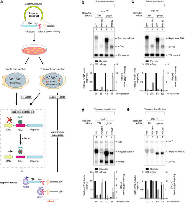 Plasmid Transfection Influences The Readout Of Nonsense Mediated Mrna