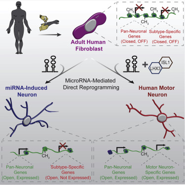 Neuron Microrna MicroRNAs Induce a Permissive Chromatin Environment that Enables ...
