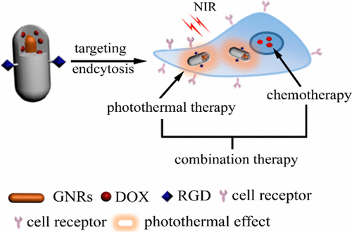 Polypeptide-Engineered Hydrogel Coated Gold Nanorods for Targeted Drug ...
