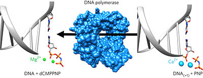 调节 DNA 聚合酶β反应平衡以剖析逆反应。,Nature Chemical Biology - X-MOL