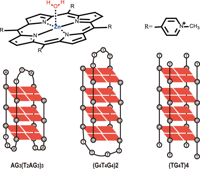 G-四联体和锌阳离子卟啉之间的相互作用：轴向水的作用。,Scientific Reports - X-MOL