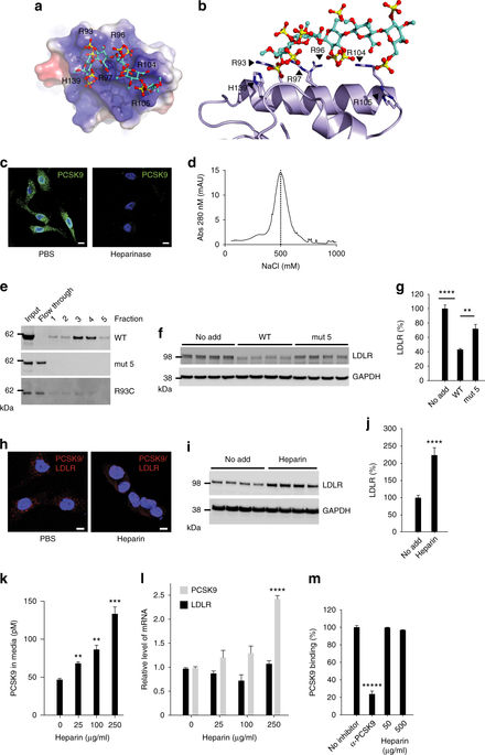 Heparan Sulfate Proteoglycans Present Pcsk9 To The Ldl Receptor Nature Communications X Mol
