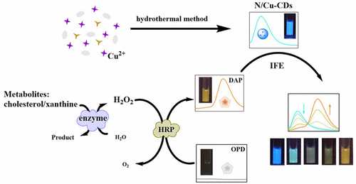 A Ratiometric Fluorescence Universal Platform Based on N, Cu Codoped ...